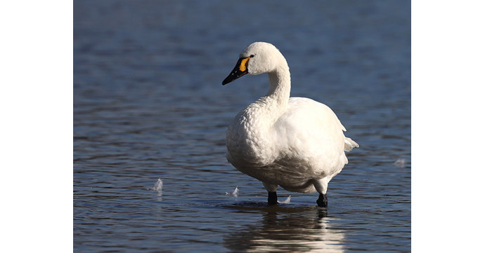 Slimbridge Wetland Centre’s first Bewick’s swan of the year has arrived